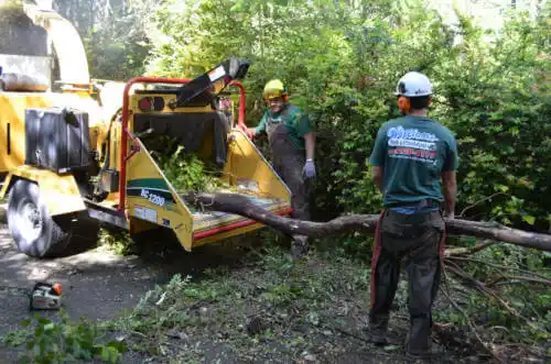 tree services Squaw Valley